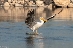 Great White Pelican