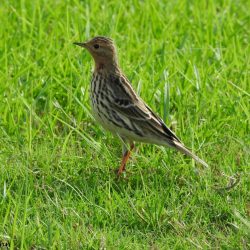 The red-throated pipit