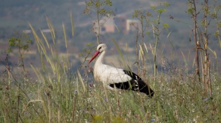 חסידה לבנה - White Stork